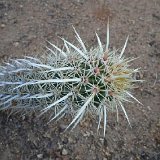 Stenocereus eruca (ex Machaerocereus) JL coll. 30cm long  (Only one plant is available - Une seule plante est disponible)    ÉPUISÉ - OUT of STOCK - AGOTADO
